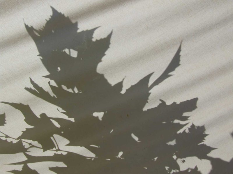Shadow2681.jpg