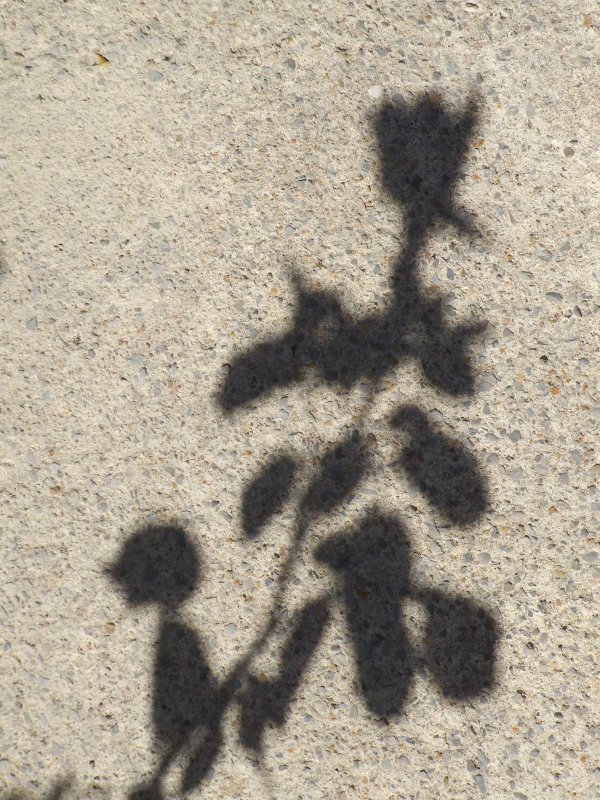 Shadow3146.jpg