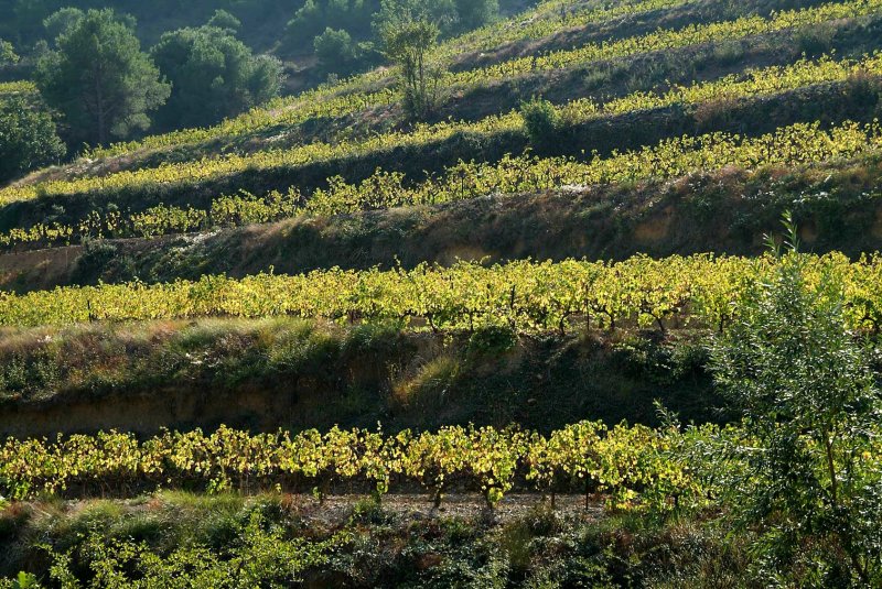 Wine7931.jpg