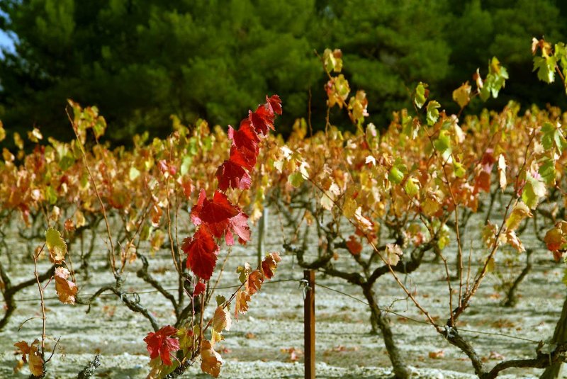 Wine7950.jpg