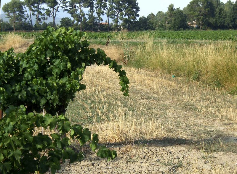 Winebird2495.jpg