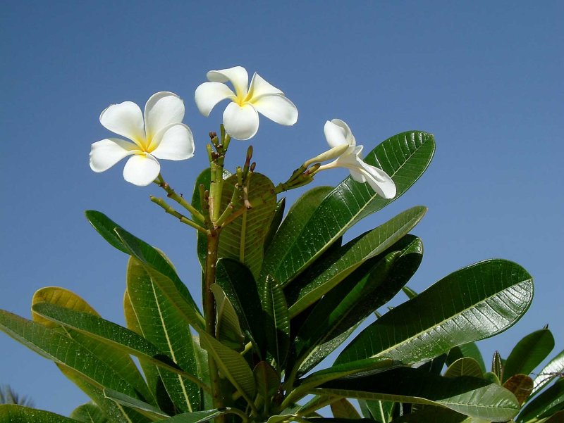 Arabie-0140.jpg