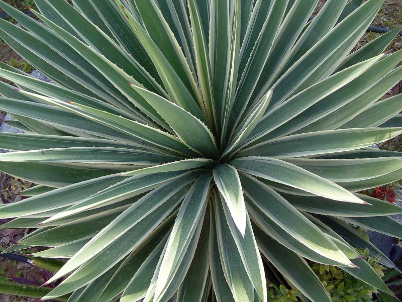 Arabie-0209.jpg