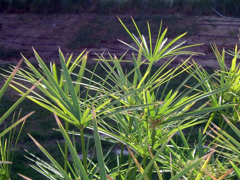 Arabie-0210.jpg
