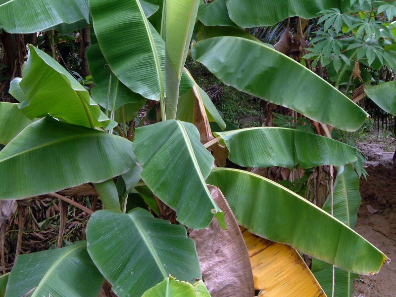 Bananenbladeren884-17Mb.jpg