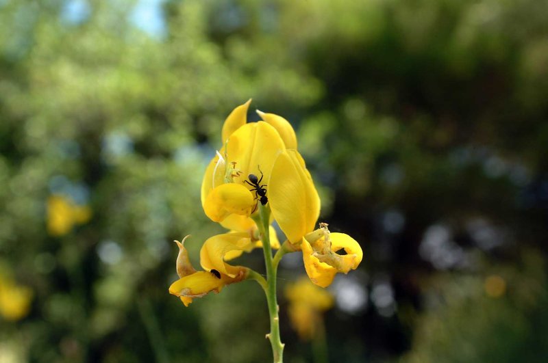 Bloem-mier.jpg