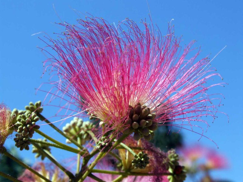 Bloem2693.jpg