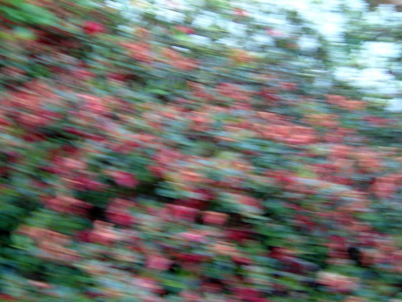 Bloemen-beweging.jpg