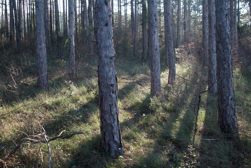 Bos4844.jpg