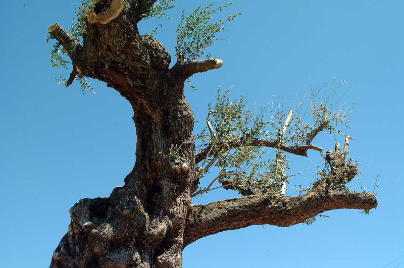 Dancing-tree-17Mb.jpg