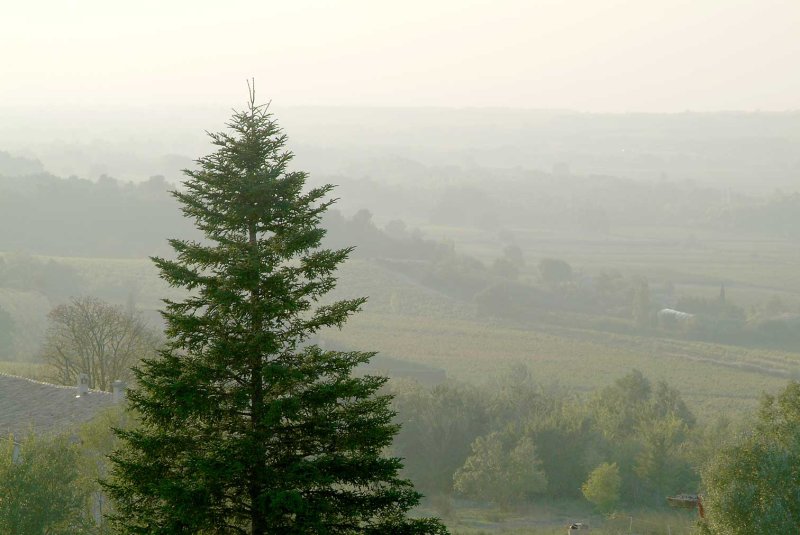 Denneboom7959.jpg