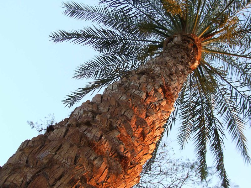 Egypx0669.jpg