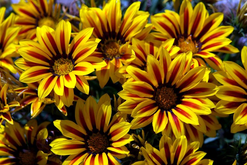 Flower7776.jpg