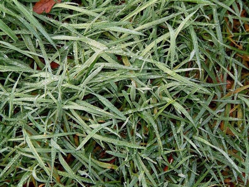 Gras-druppels02.jpg
