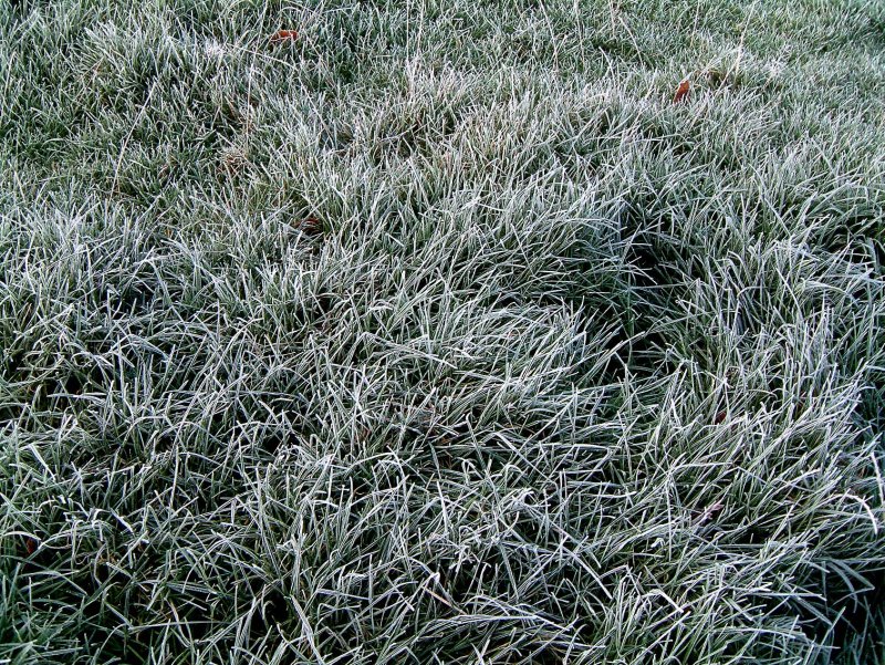 Gras-rijm485.jpg