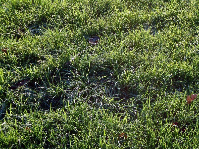 Gras8411.jpg