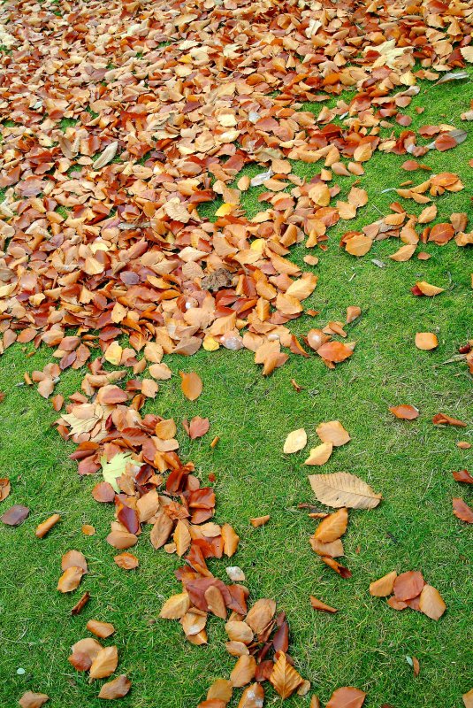 Herfstbladeren022.jpg