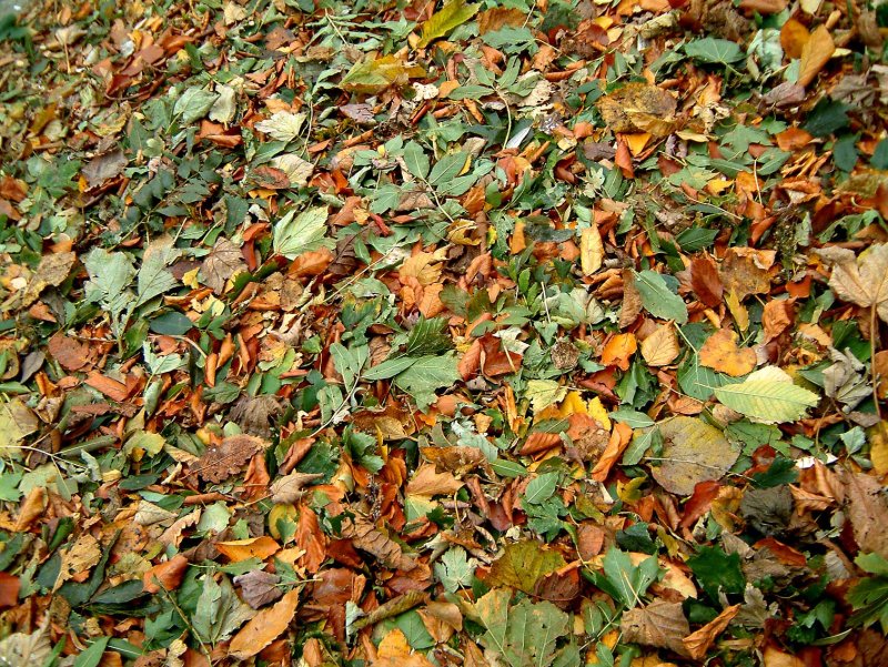 Herfstbladeren774-17Mb.jpg