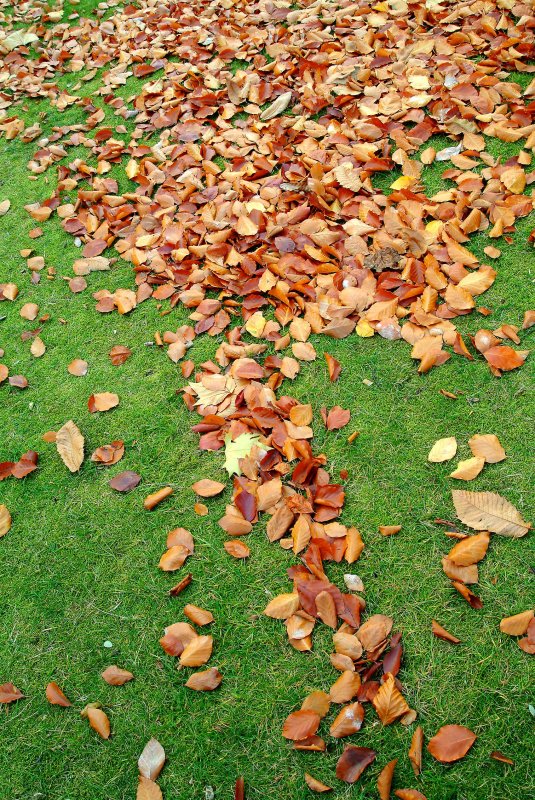 Herfstbladeren81.jpg