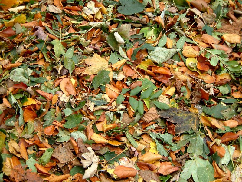 Herfstbladeren856-17Mb.jpg