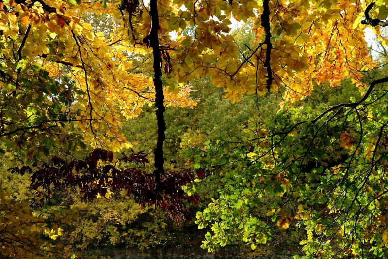 Herfstkleuren73.jpg