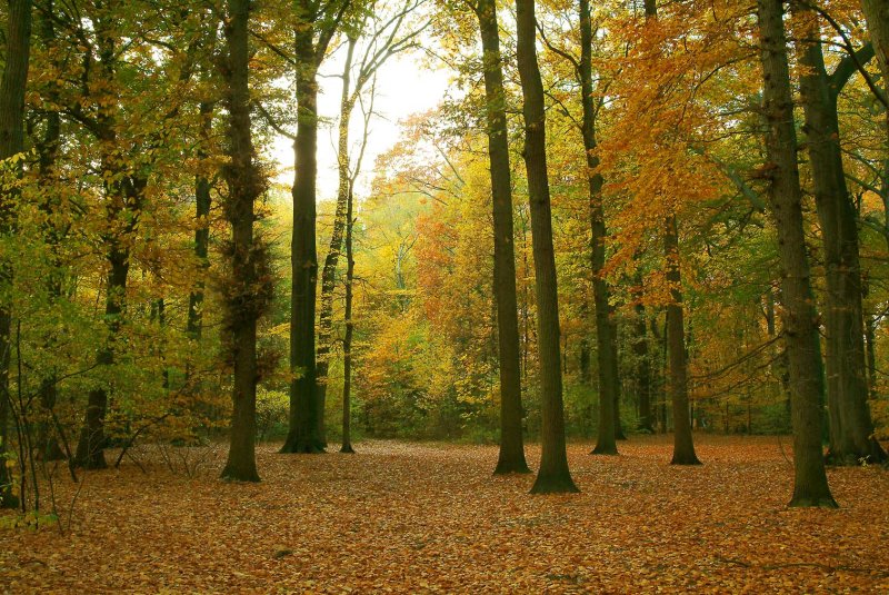 Herfstpark44.jpg