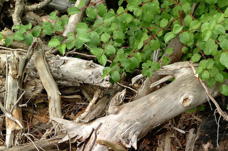 Hout-bladeren.jpg