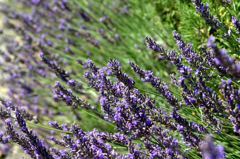Lavendel055.jpg