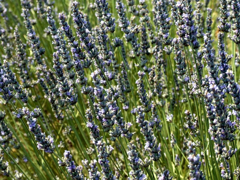 Lavendel2845.jpg