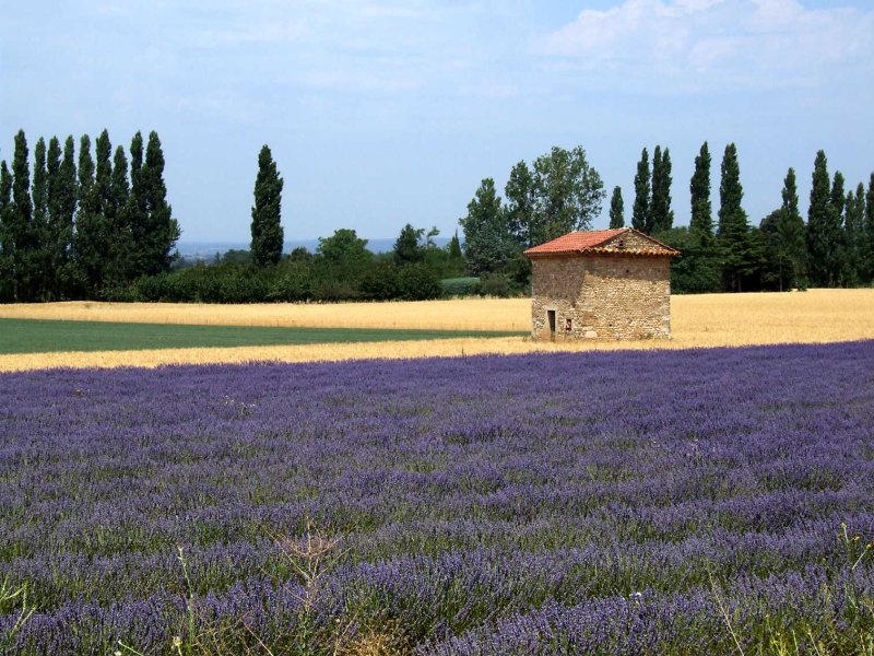 Lavendel2850.jpg