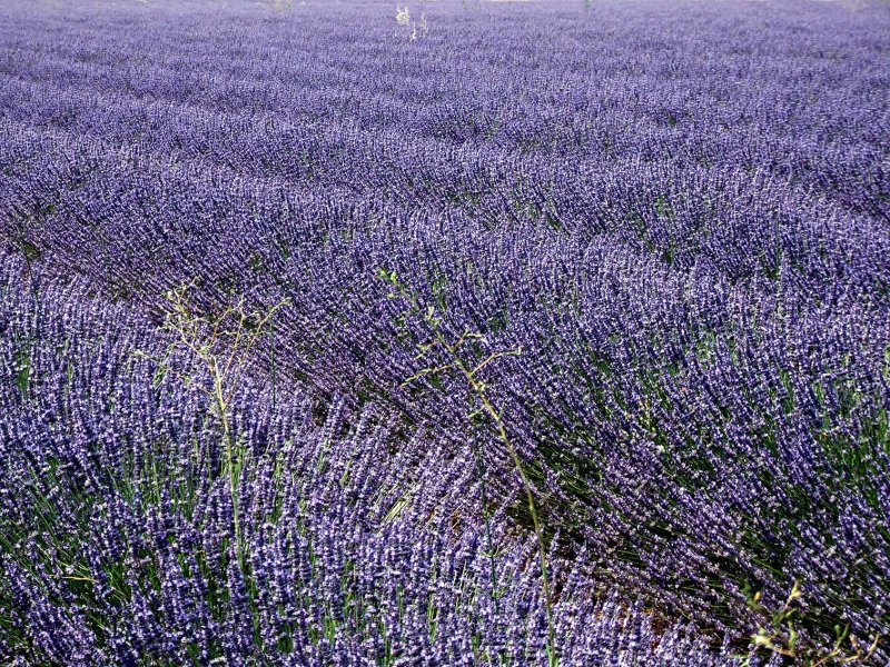 Lavendel2861.jpg