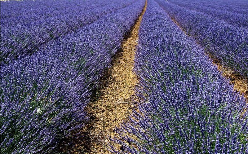 Lavendel2862.jpg