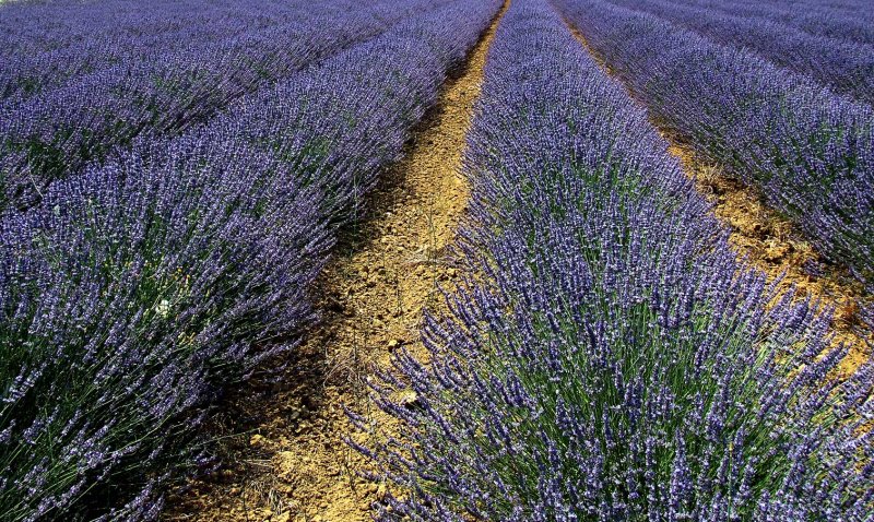Lavendel2865.jpg
