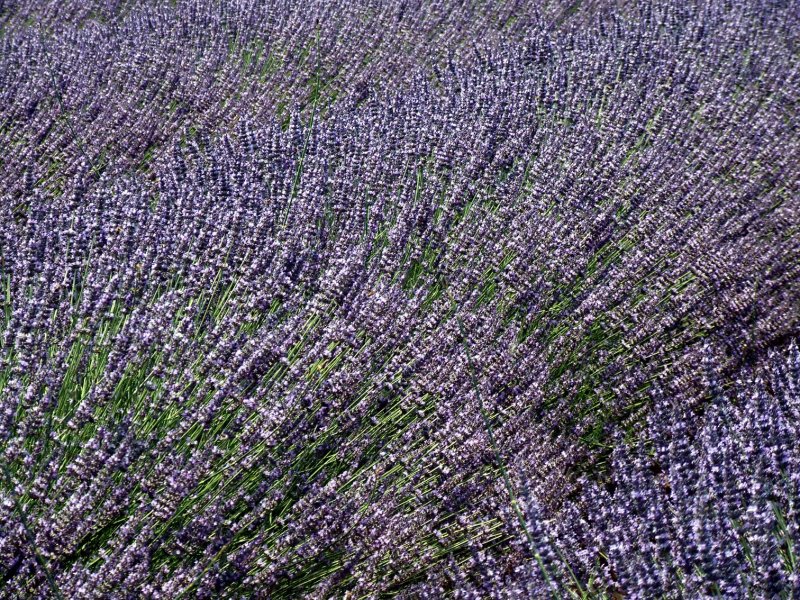 Lavendel2878.jpg