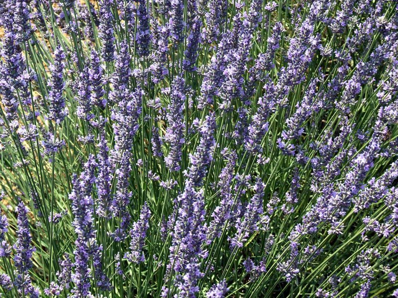 Lavendel2885.jpg