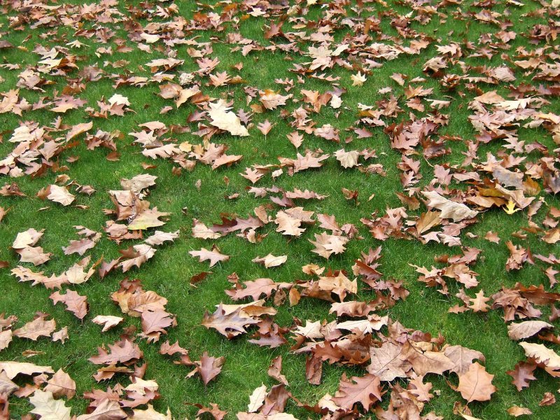 Leafs3287.jpg
