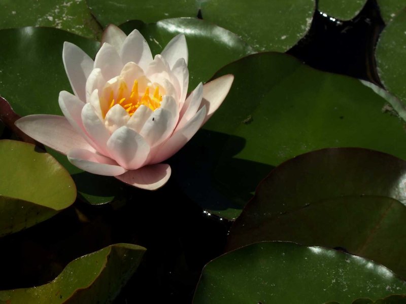 Lotus2492.jpg