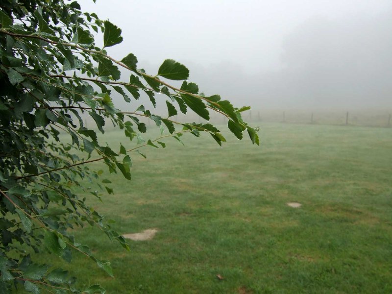 Mist2632.jpg