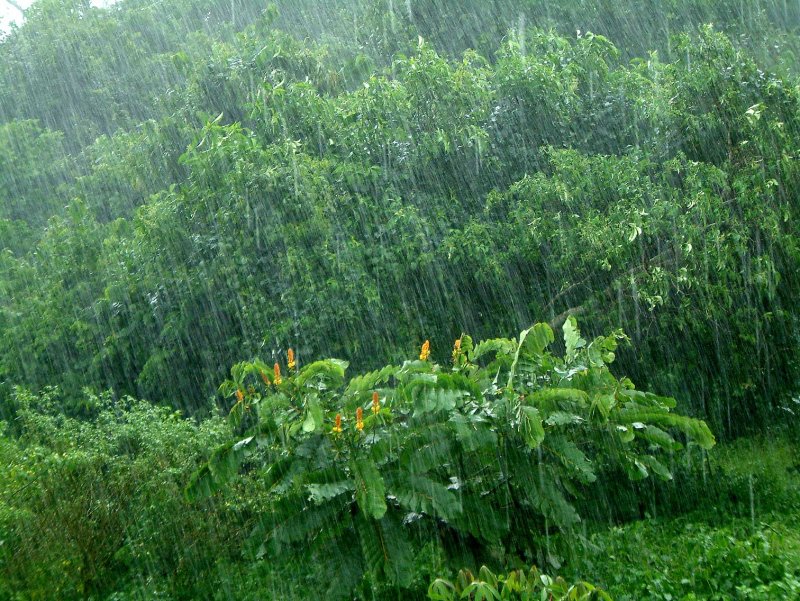 Oerwoud-regen771.jpg