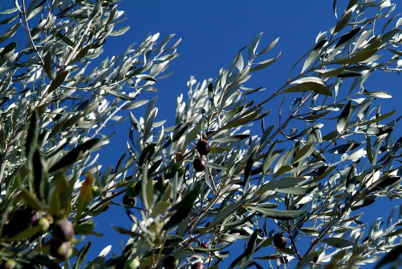 Olives7794.jpg