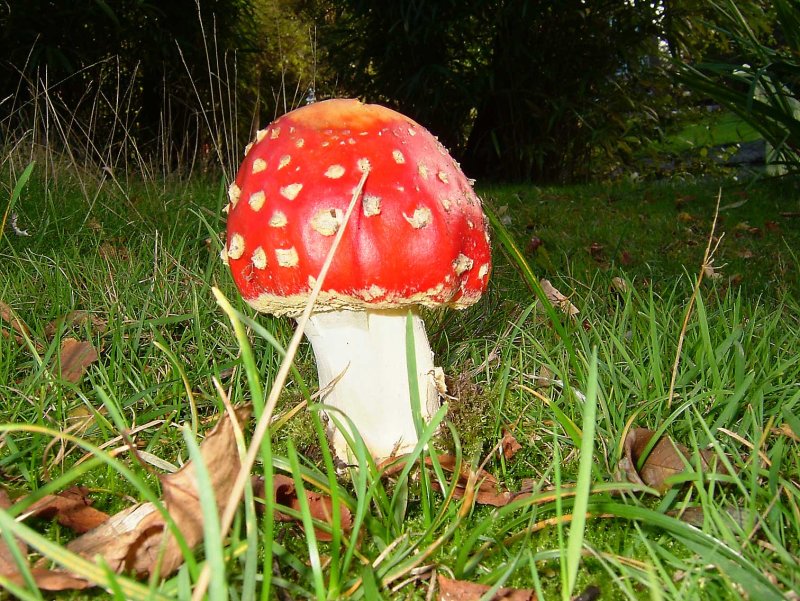 Paddestoel-rood.jpg
