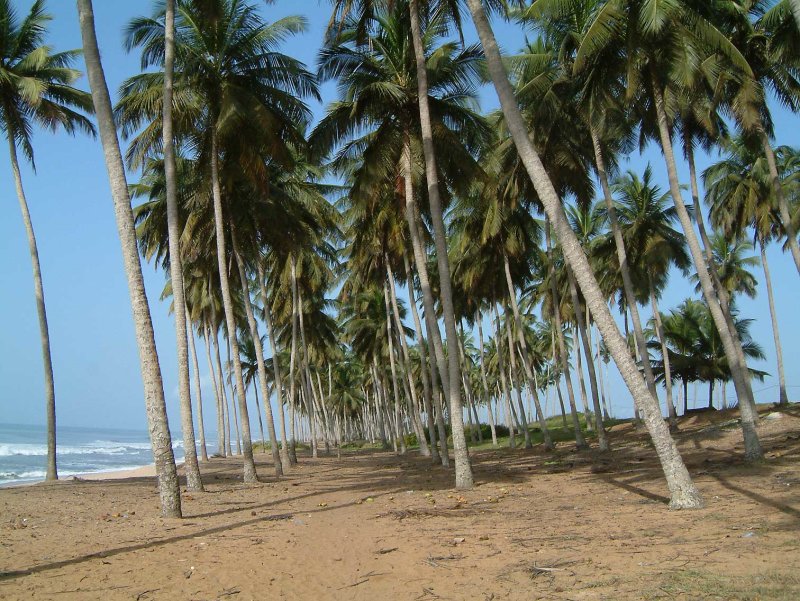Palmbomen-srand544.jpg