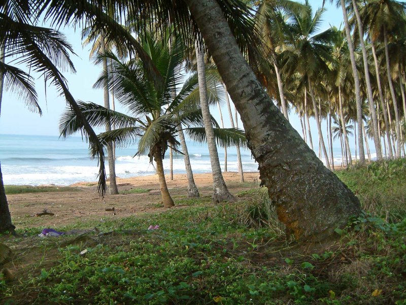 Palmbomen-zee417.jpg
