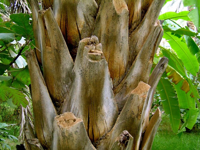 Palmboom0863.jpg