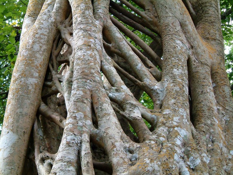Parasietboom005.jpg