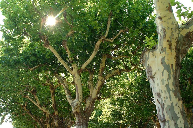 Platanen-zon.jpg