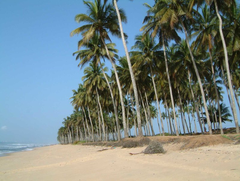 Strand-palmbomen121.jpg