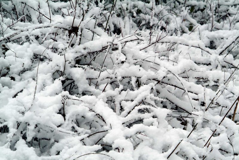 Takjes-sneeuw.jpg