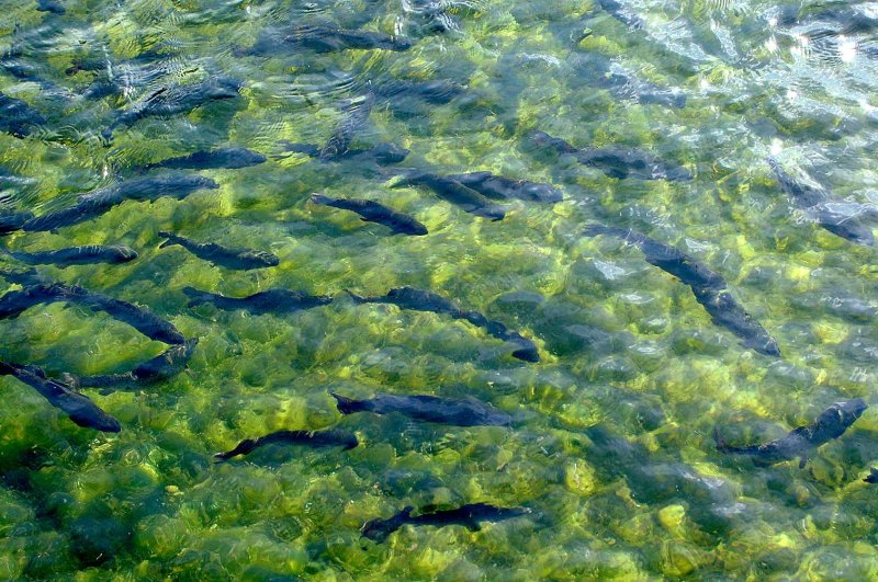 Water-vissen01.jpg