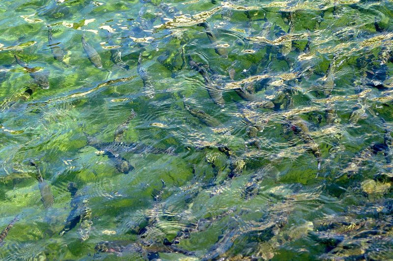 Water-vissen41.jpg